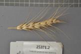 Click for 1 image(s) for this accession. Spike